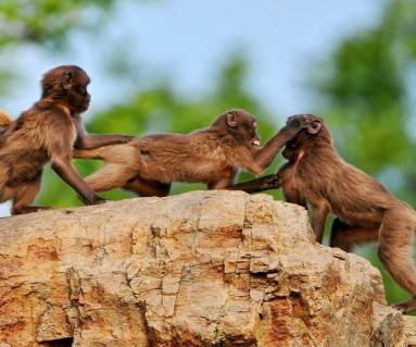 angry monkeys